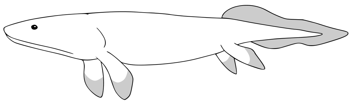 Panderichthys rhombolepis