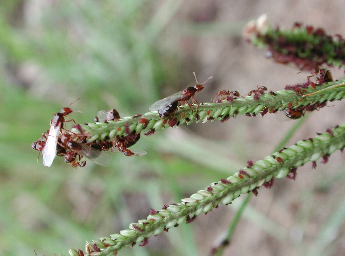 Solenopsis