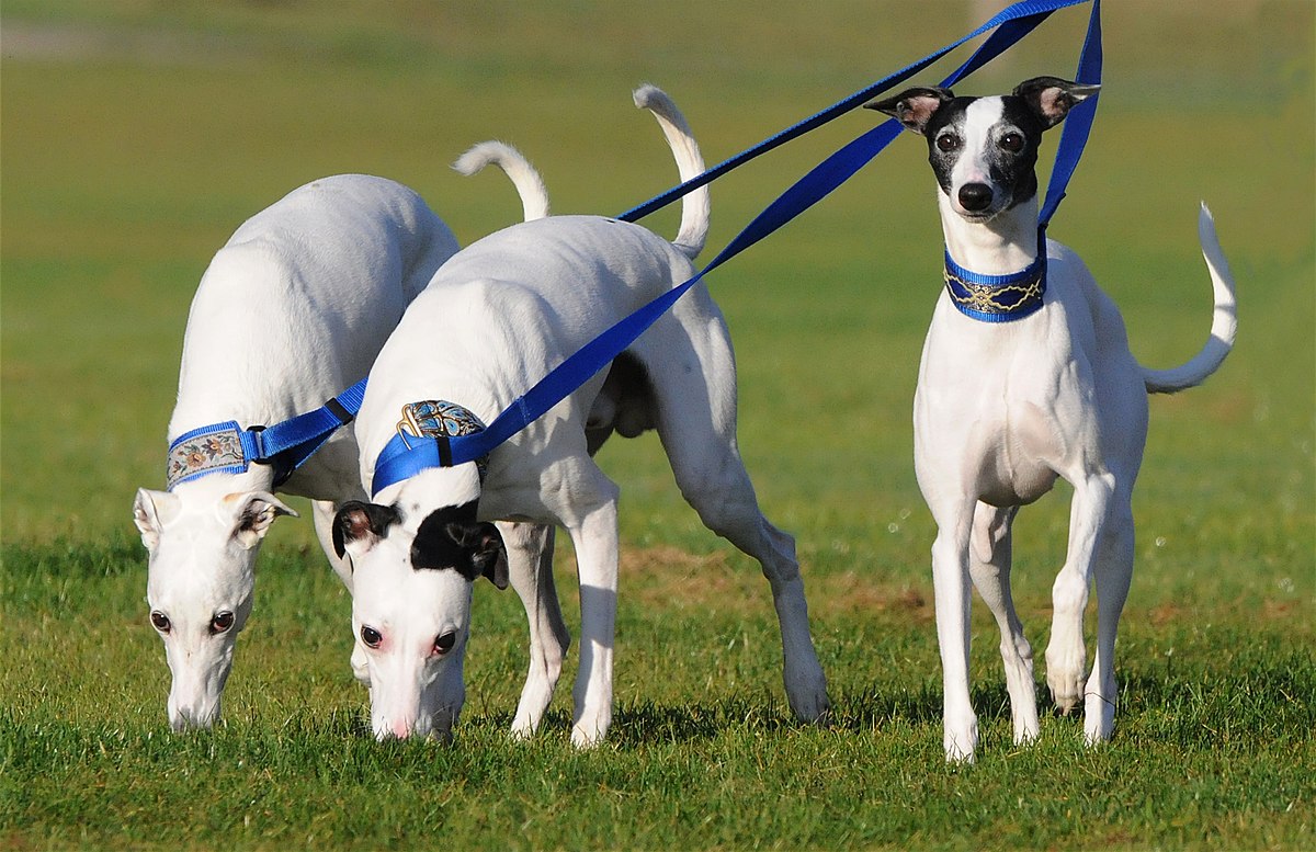Fireworks Whippets.jpg