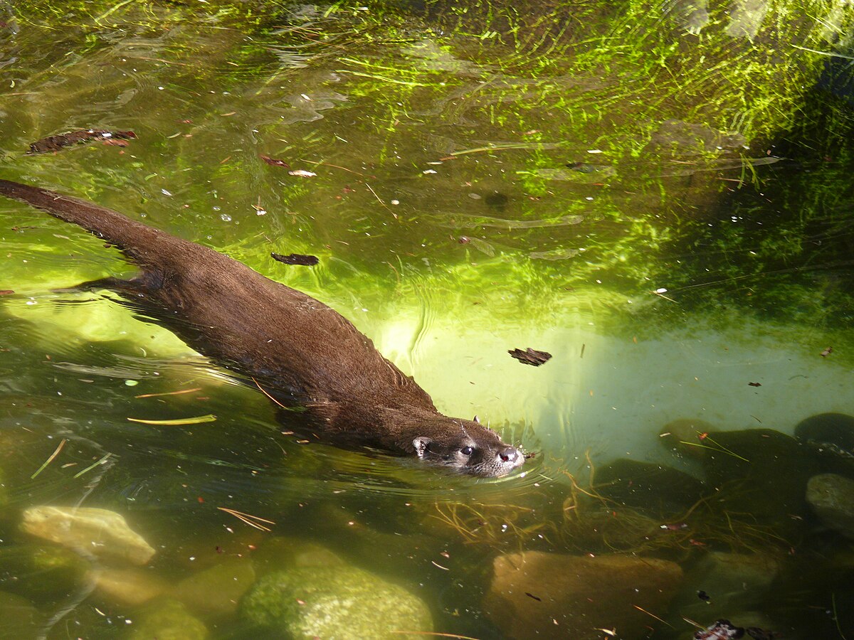 Fischotter-P1000958.JPG