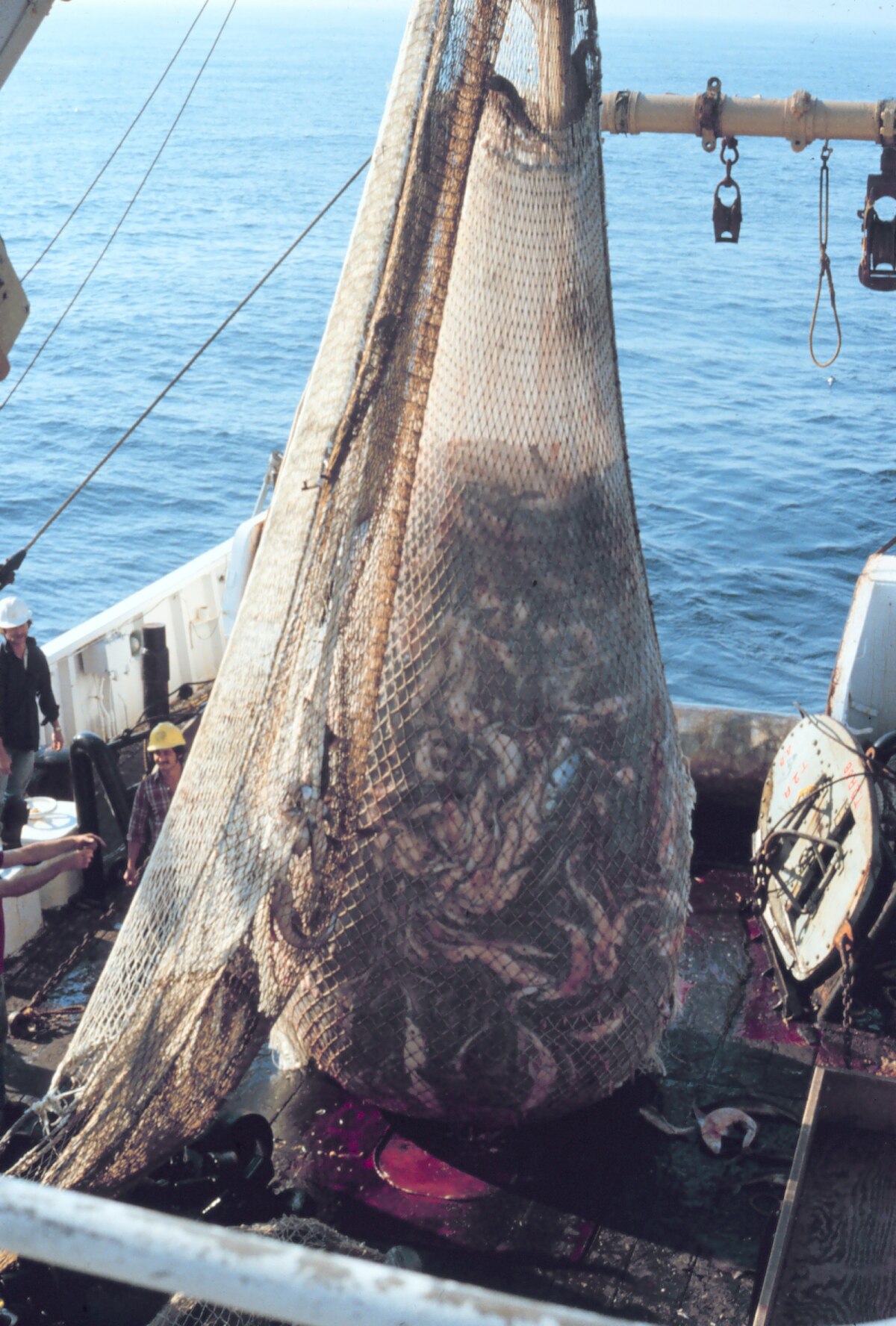 La poche est hissée, avant d'être ouverte pour tri et préparation du poisson, dont une grande partie sera rejetée à la mer, trop abîmée, ou trop tard pour qu'elle puisse survivre