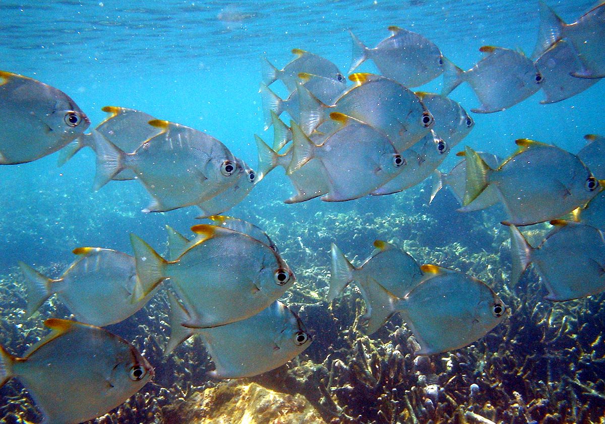 Poisson lune argenté