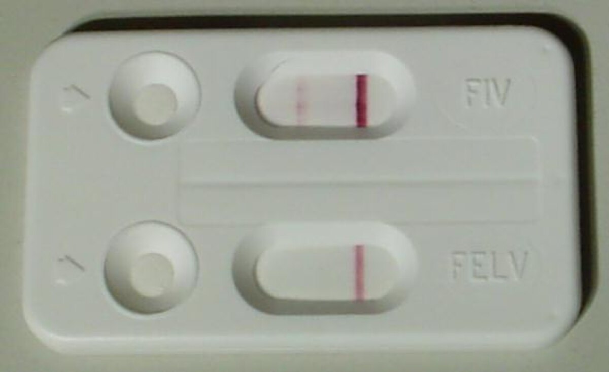Virus de l'immunodéficience féline
