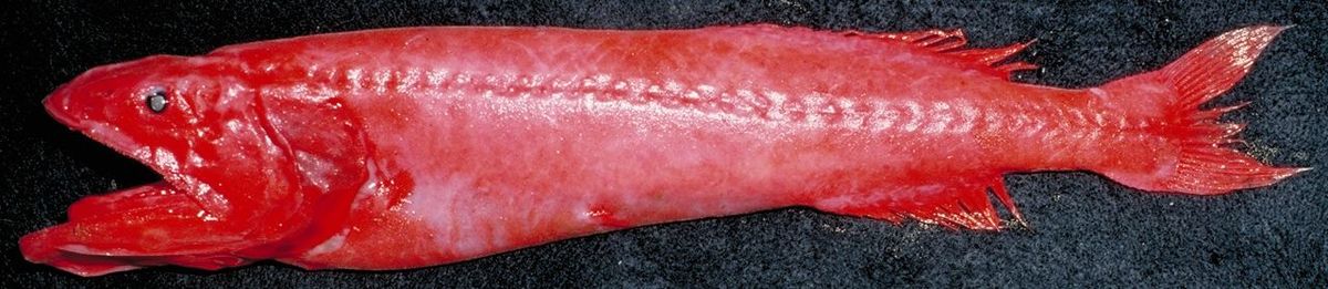 Barbourisia rufa