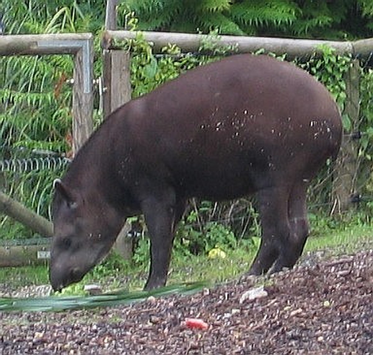 Tapir