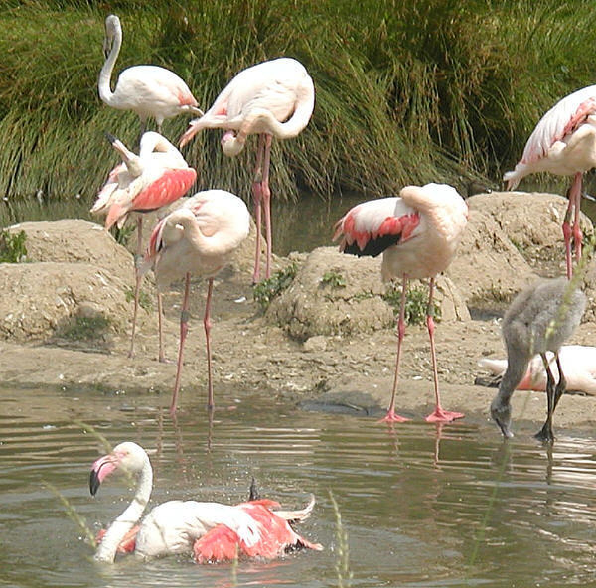 Flamant rose
