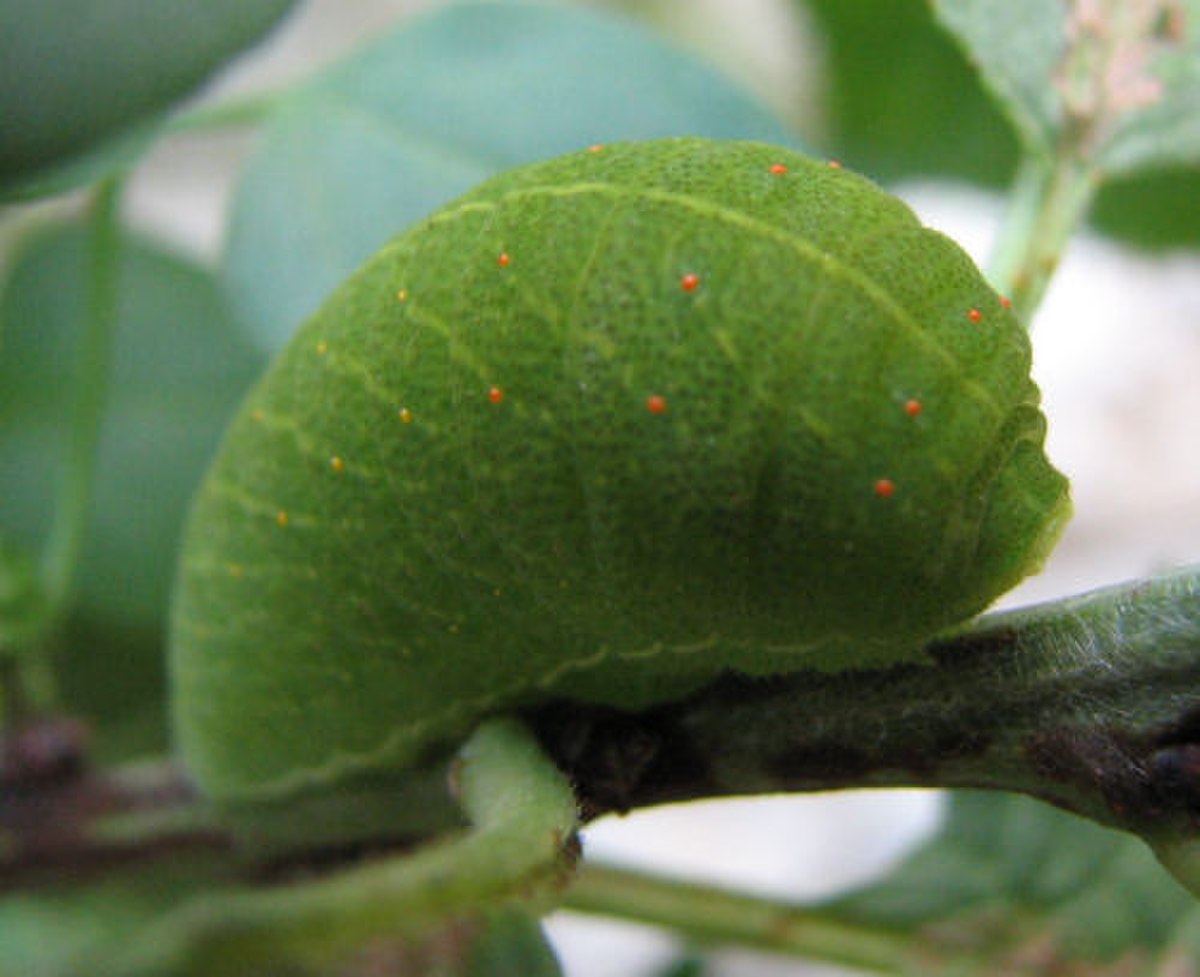 Chenille de Flambé