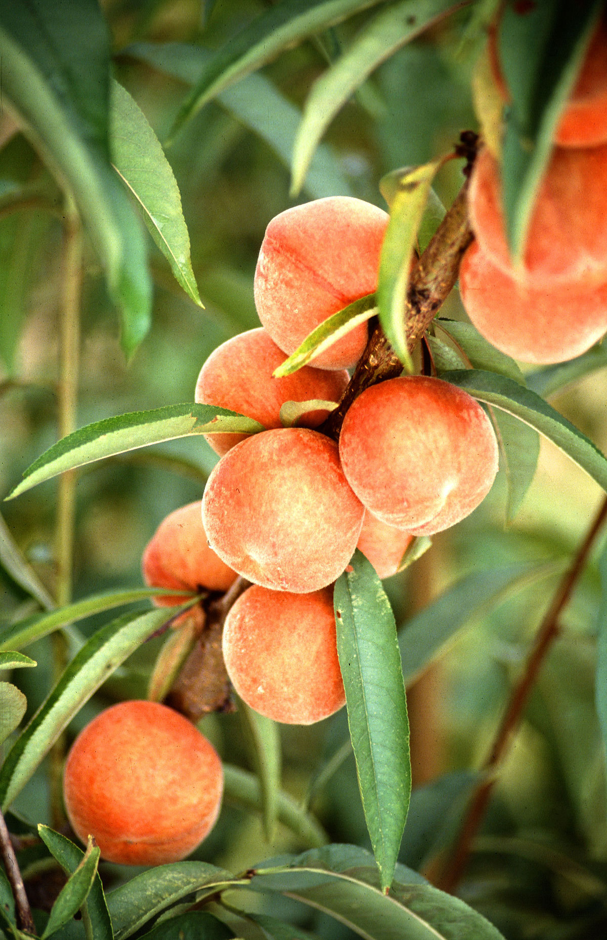 Pêche (fruit)