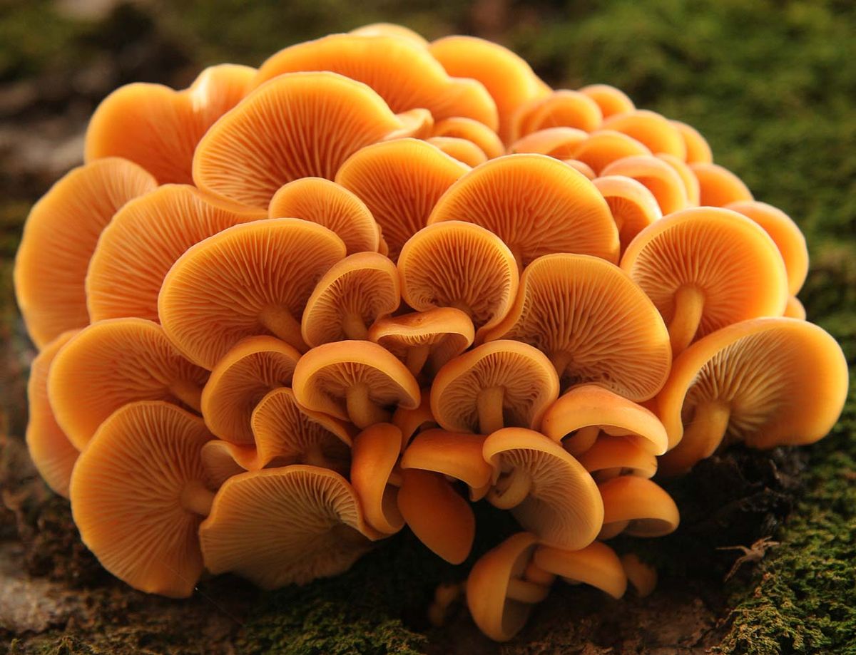 Basidiomycota (classification phylogénétique)