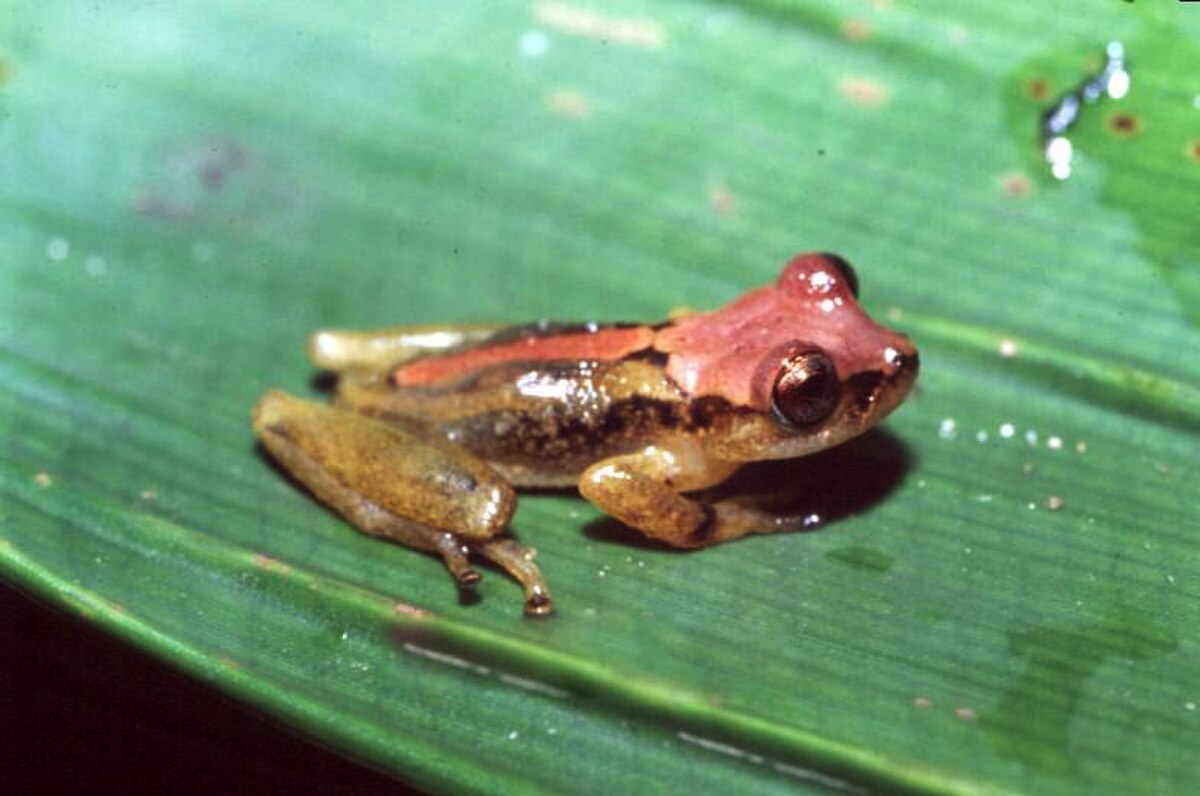 Flectonotus