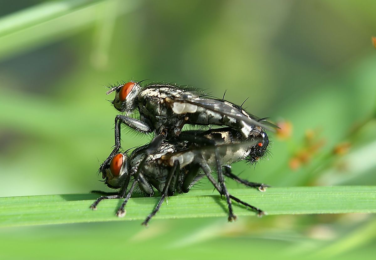 Sarcophaga carnaria