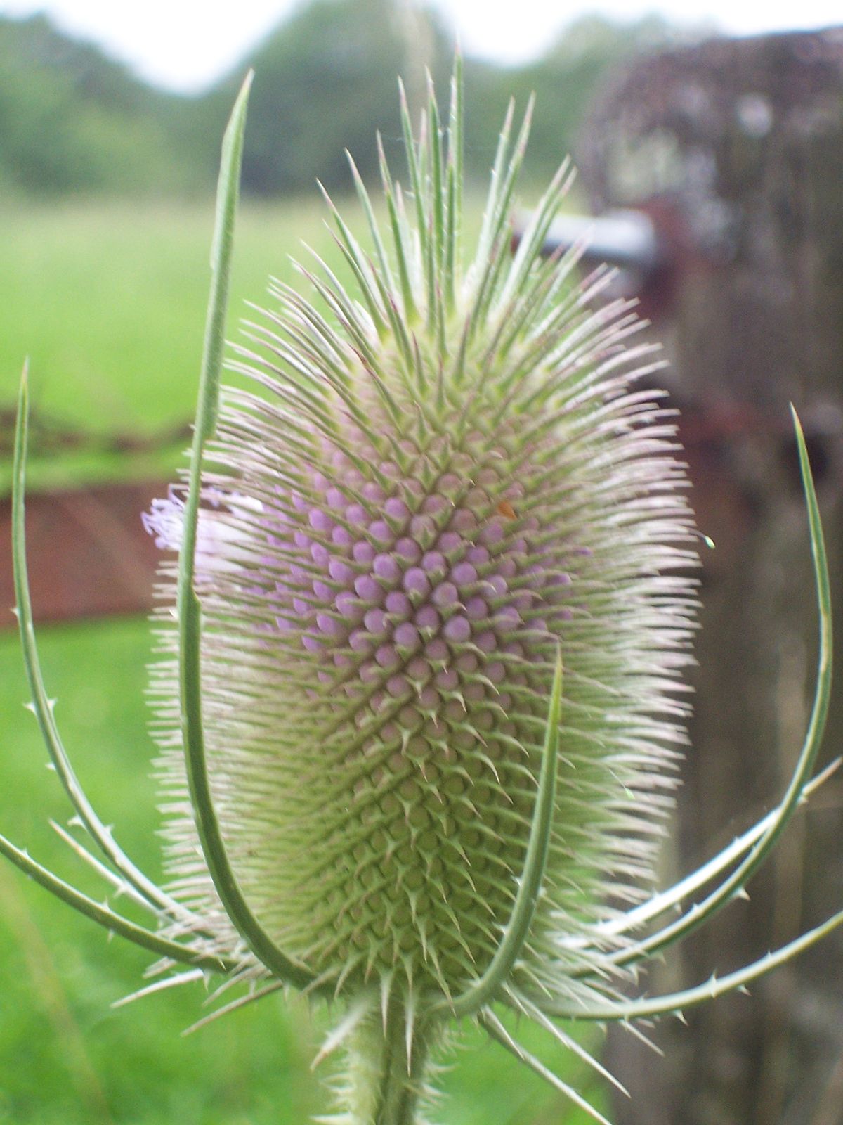 Dipsacus
