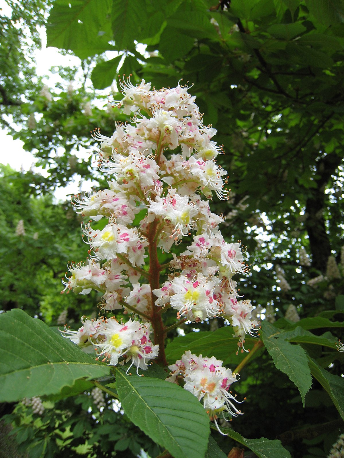 Fleur d'Aesculus