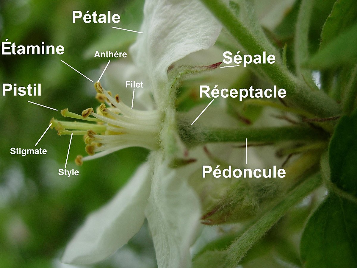 Pièce florale