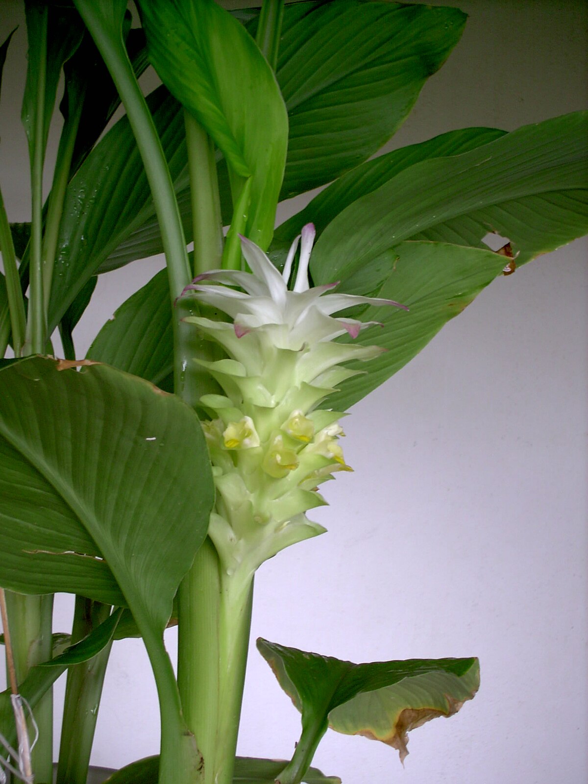 Curcuma