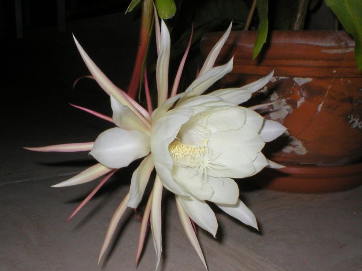 Epiphyllum oxypetalum