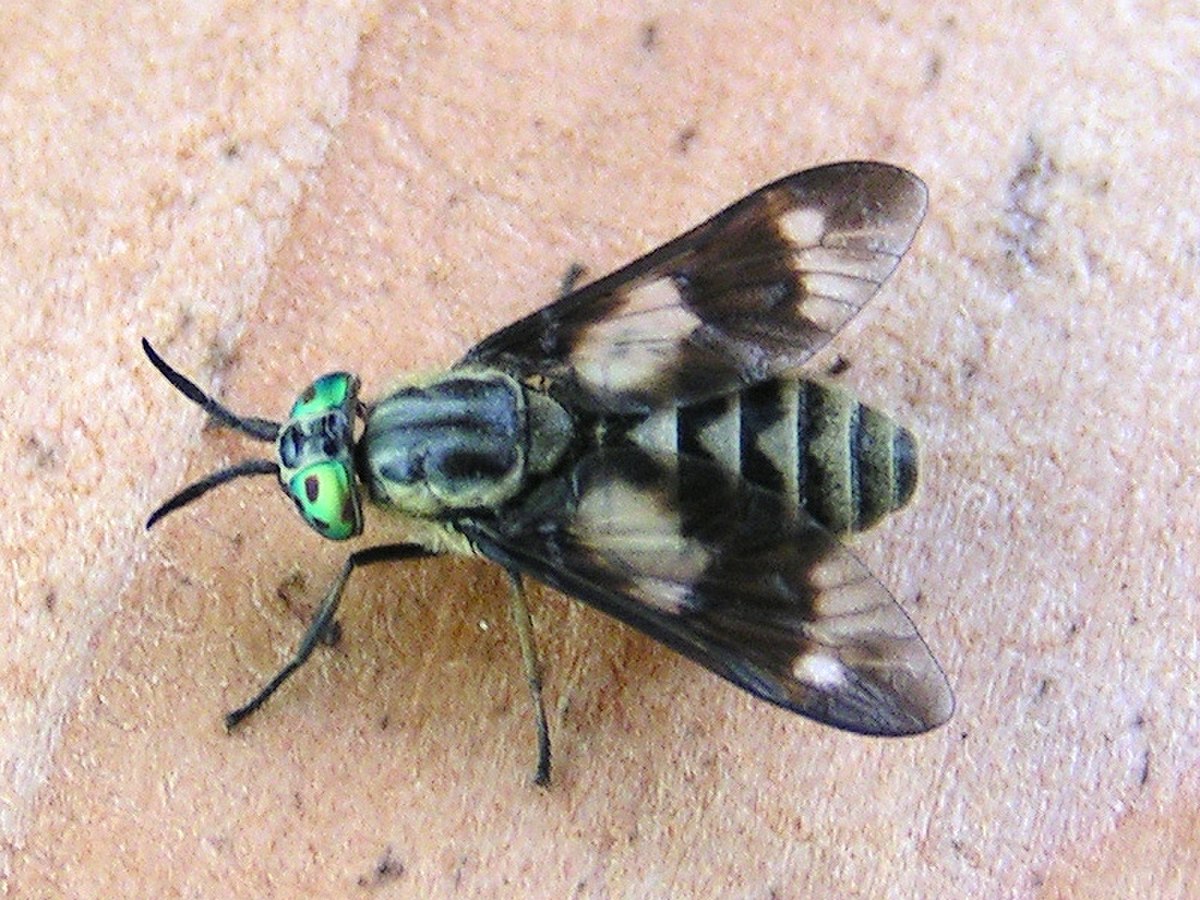 Tabanidae