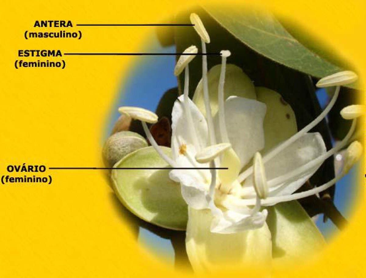 Flor-do-jatoba.jpg