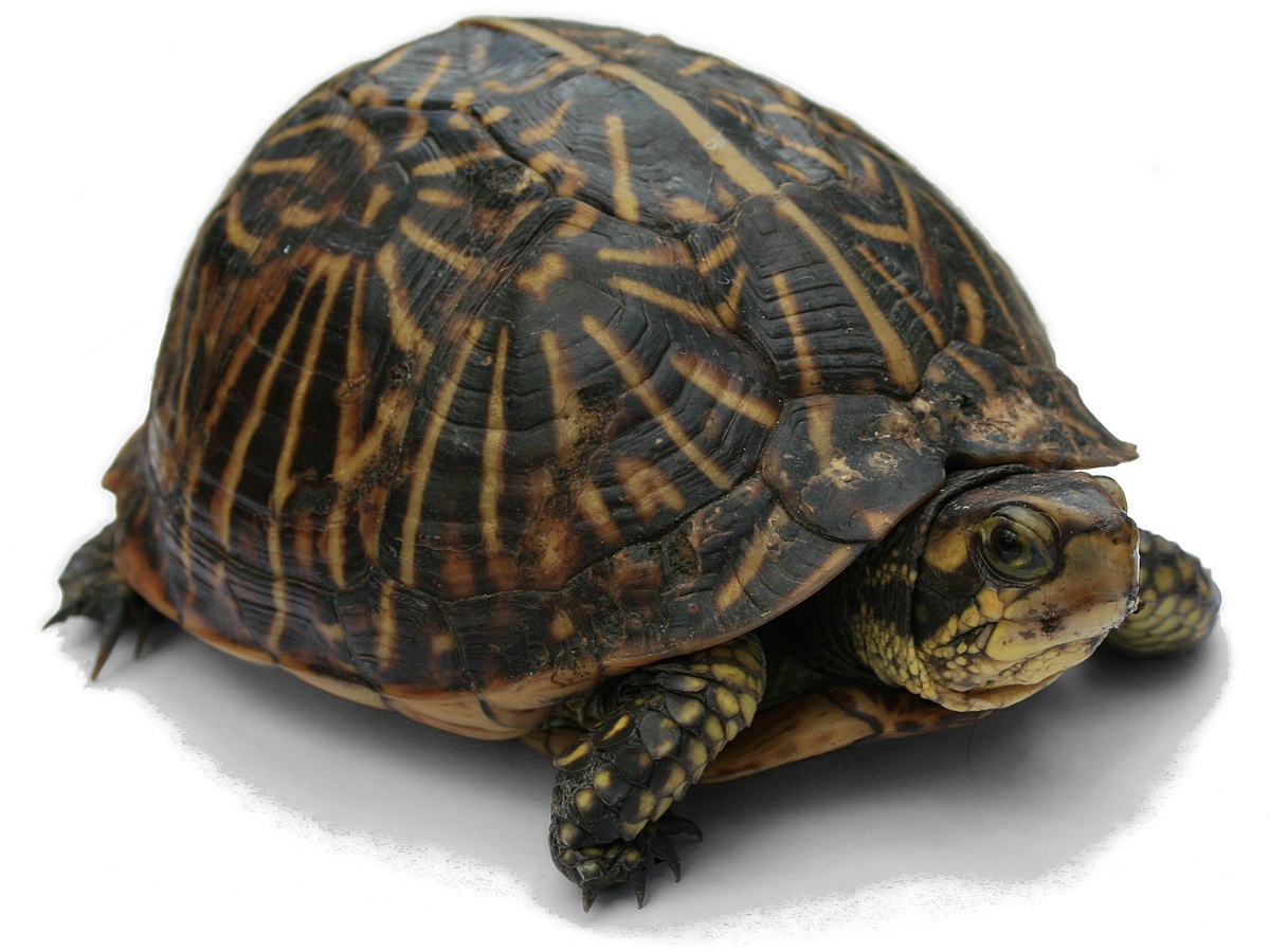 Tortue