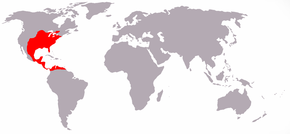 Florida-waldkaninchen-world.png