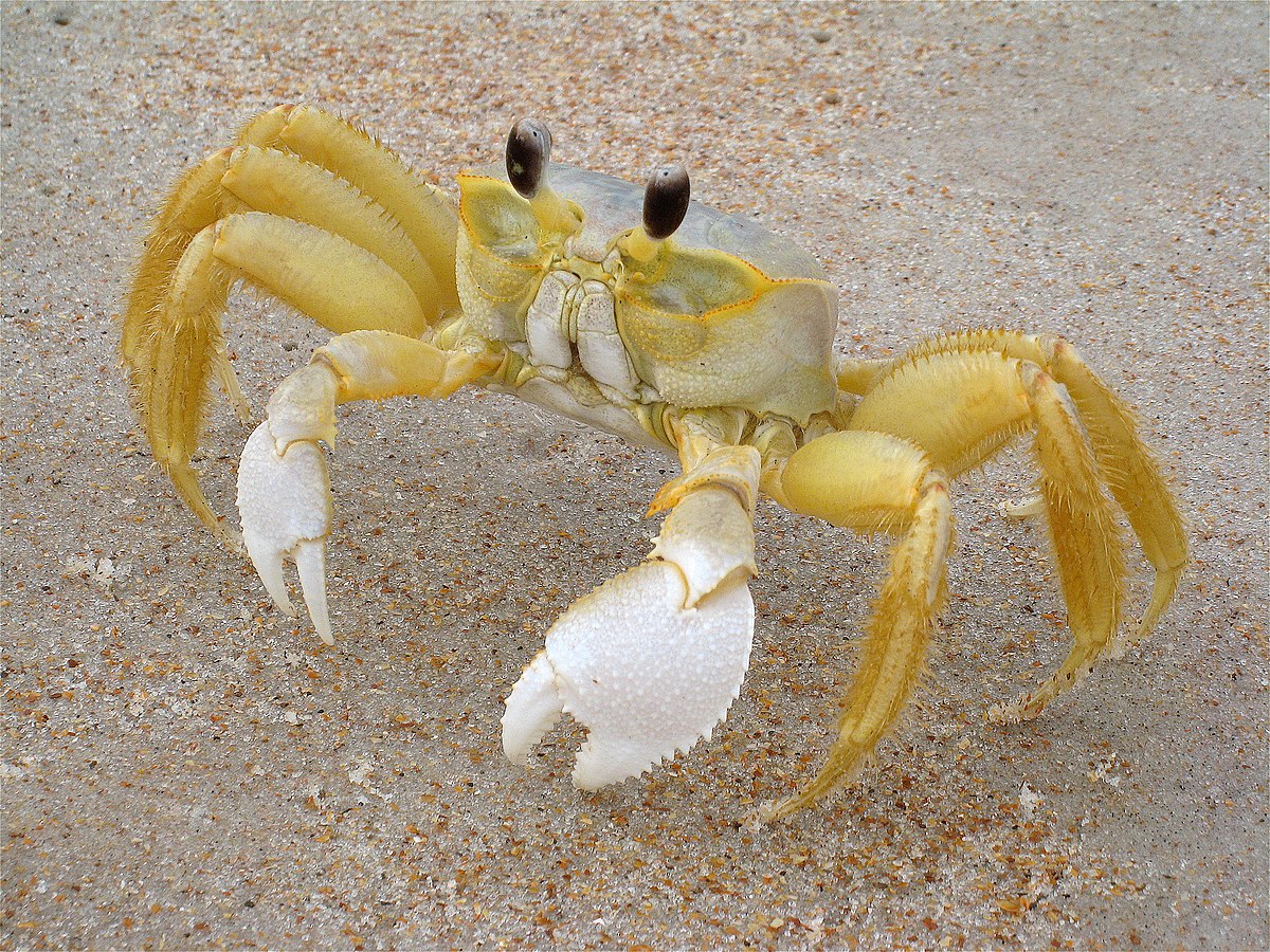 Ocypodoidea