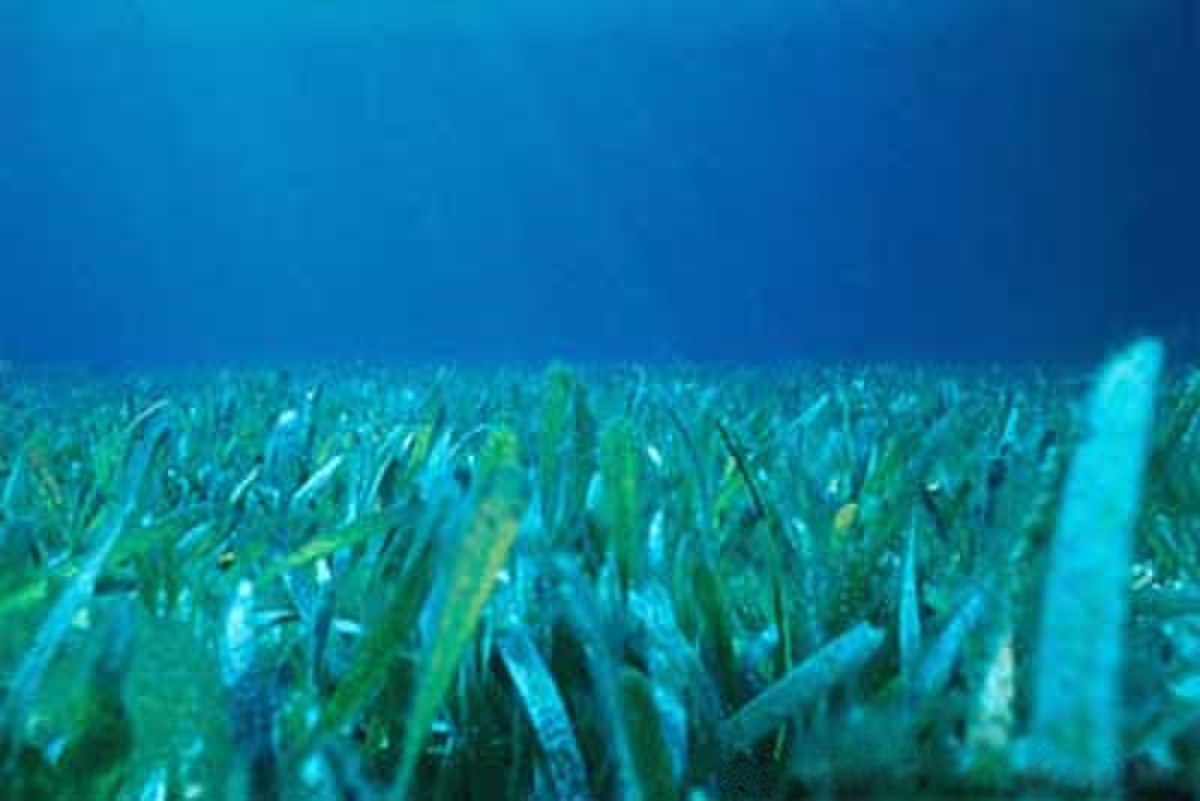 Herbiers marins