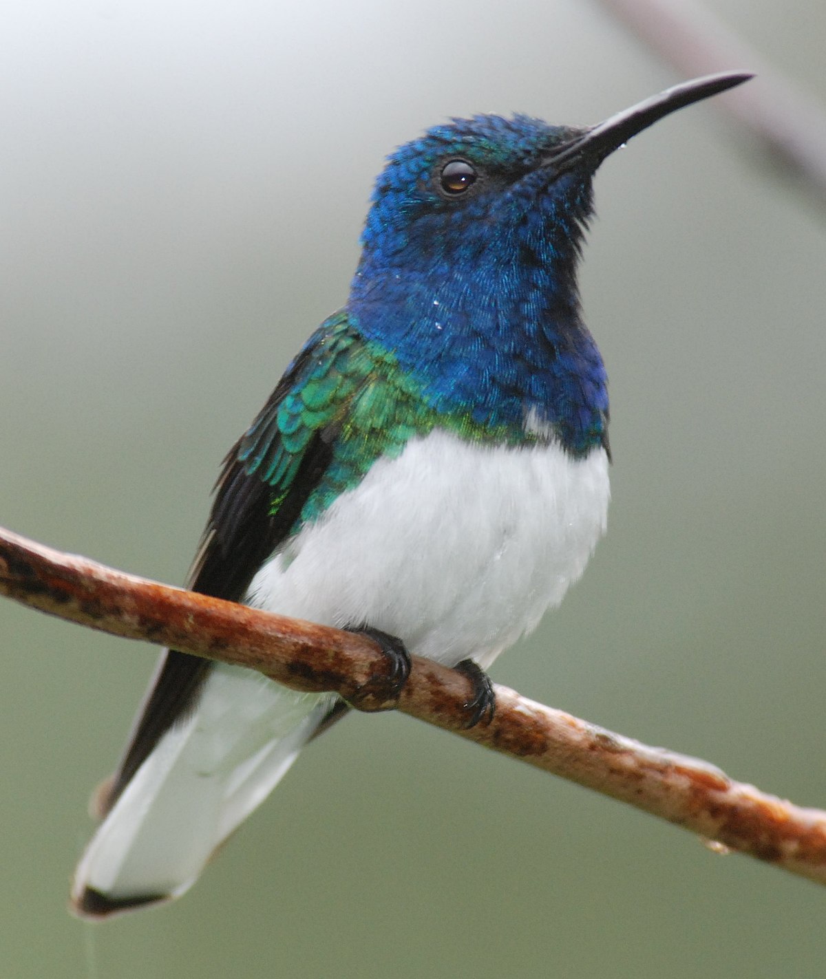 Colibri jacobin