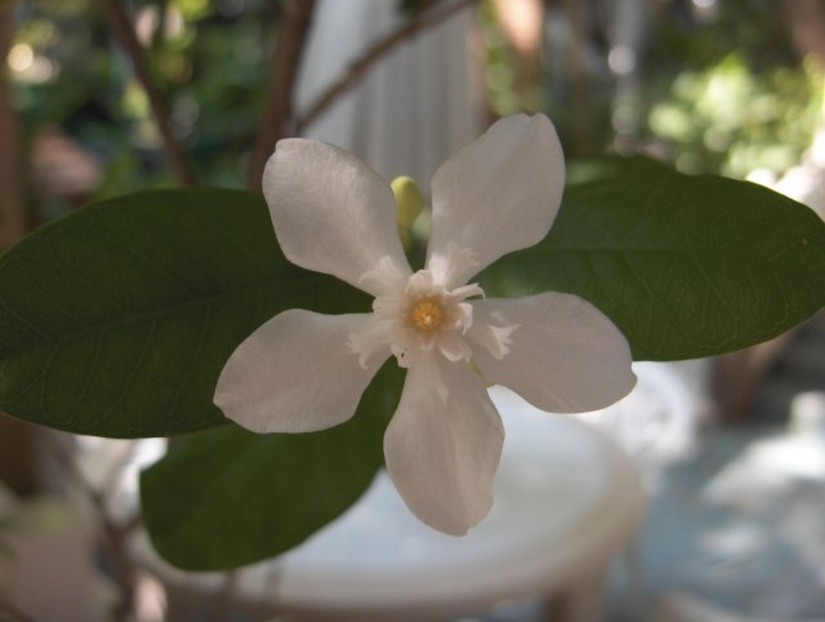 Wrightia