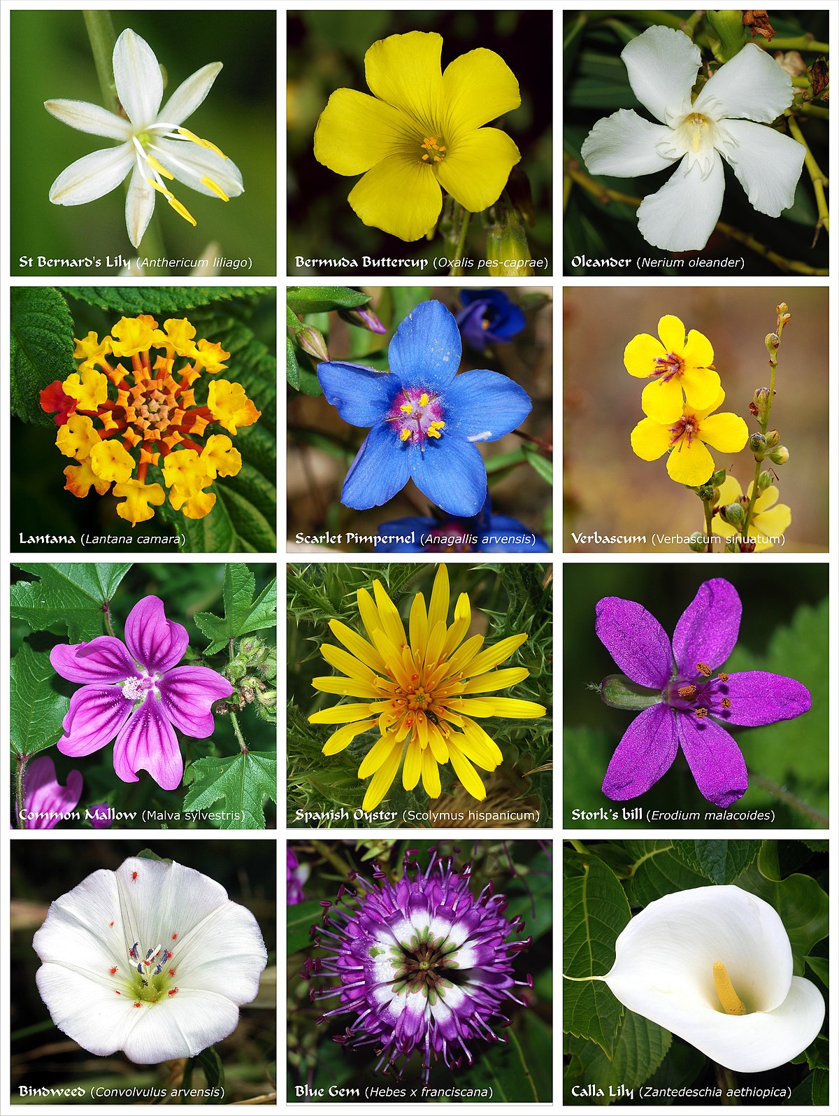 Fleur