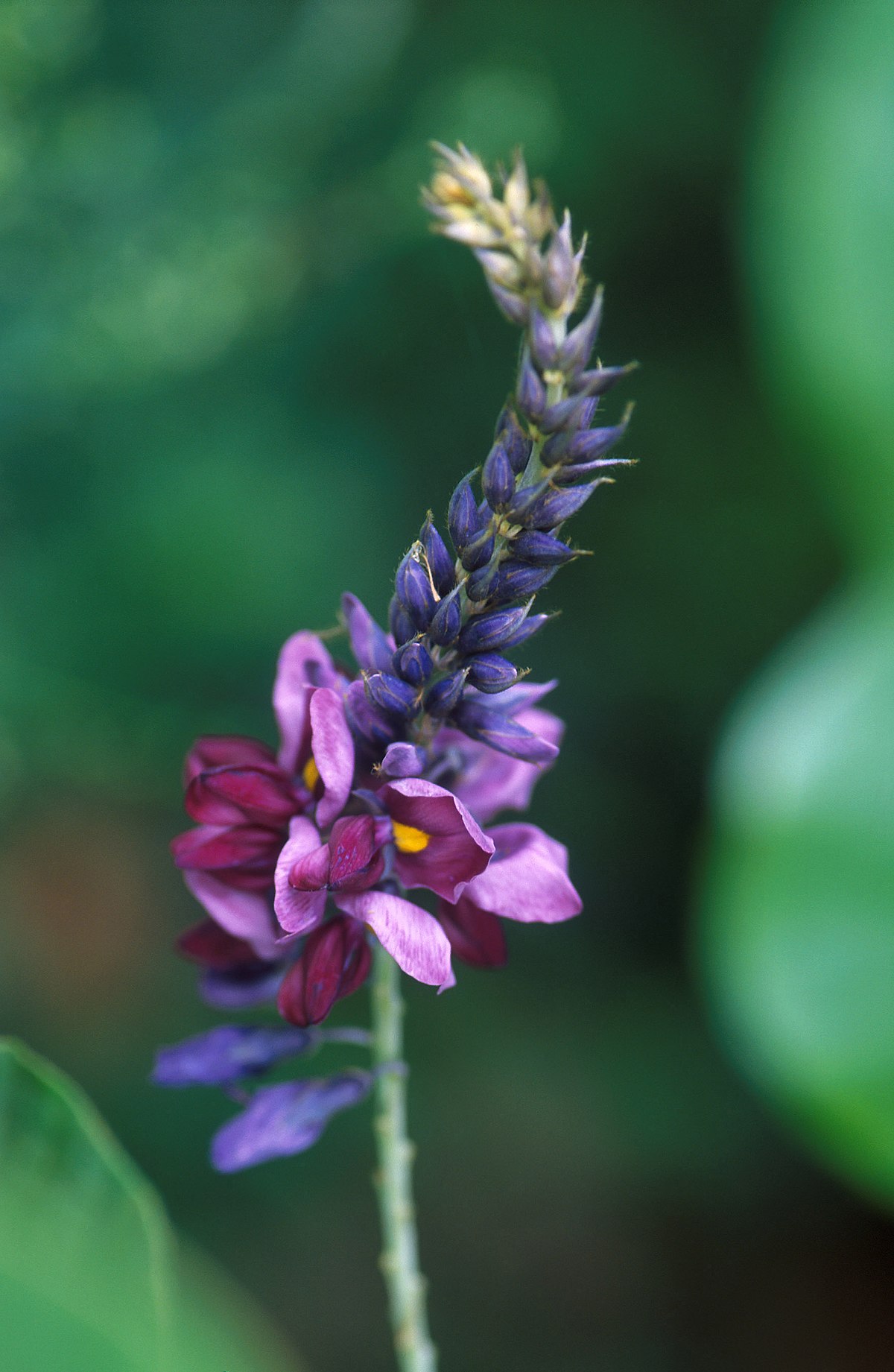 Pueraria lobata
