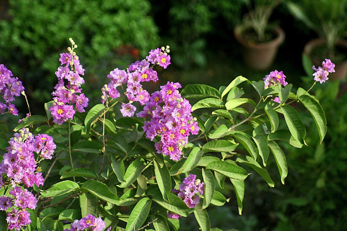 Lagerstroemia speciosa