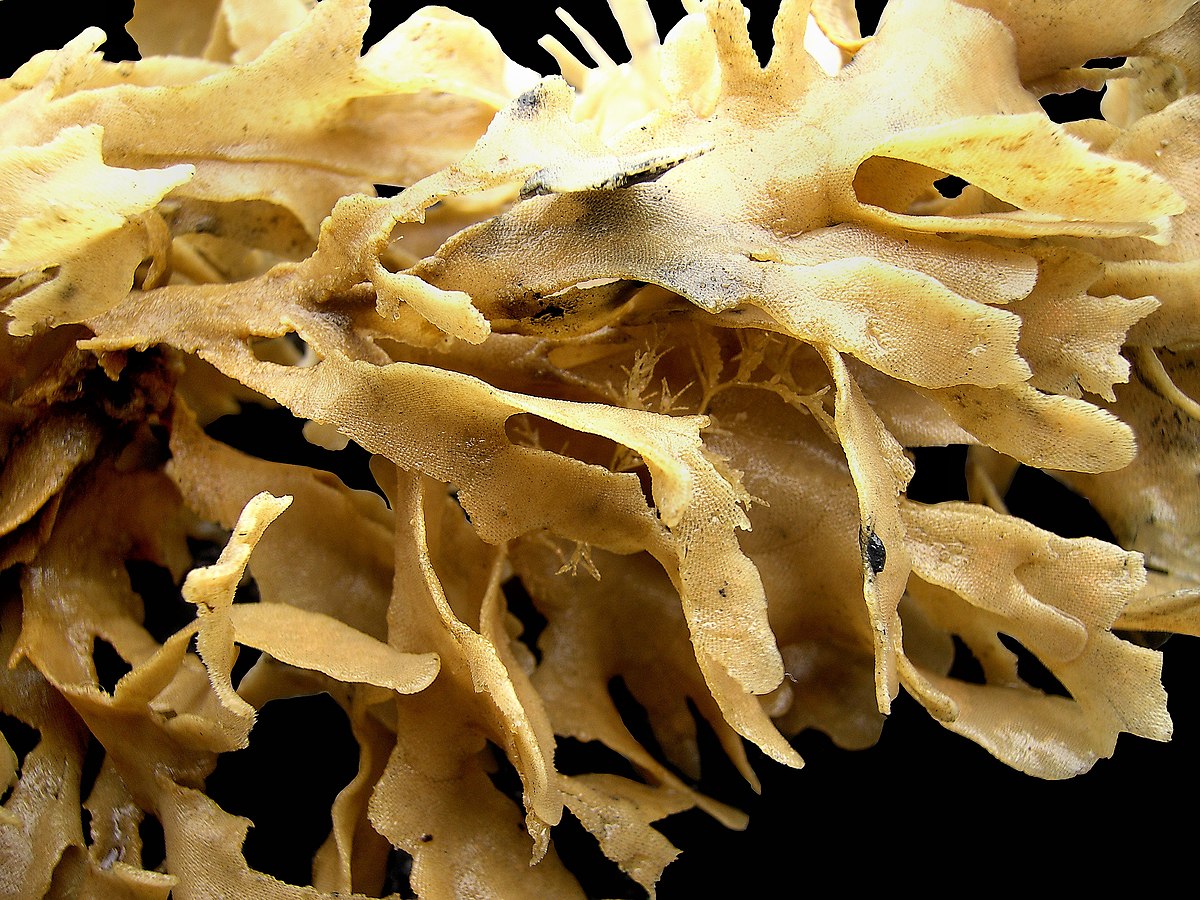 Flustridae
