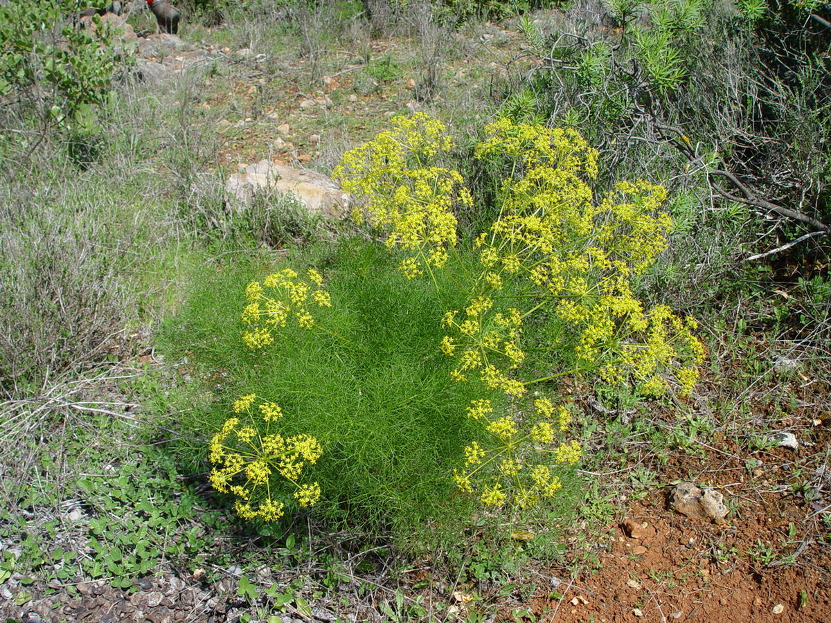 Foeniculum