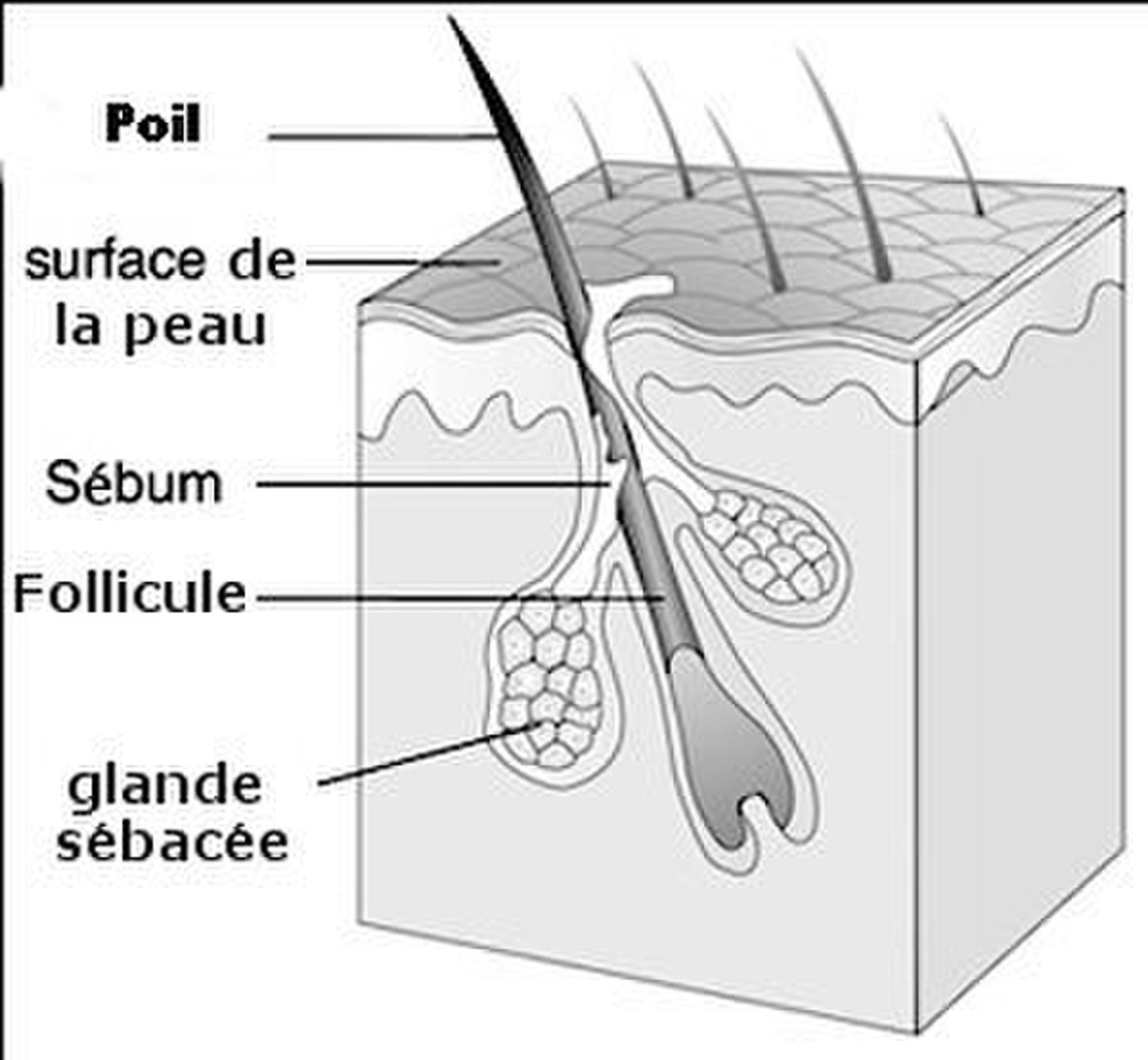 Poil