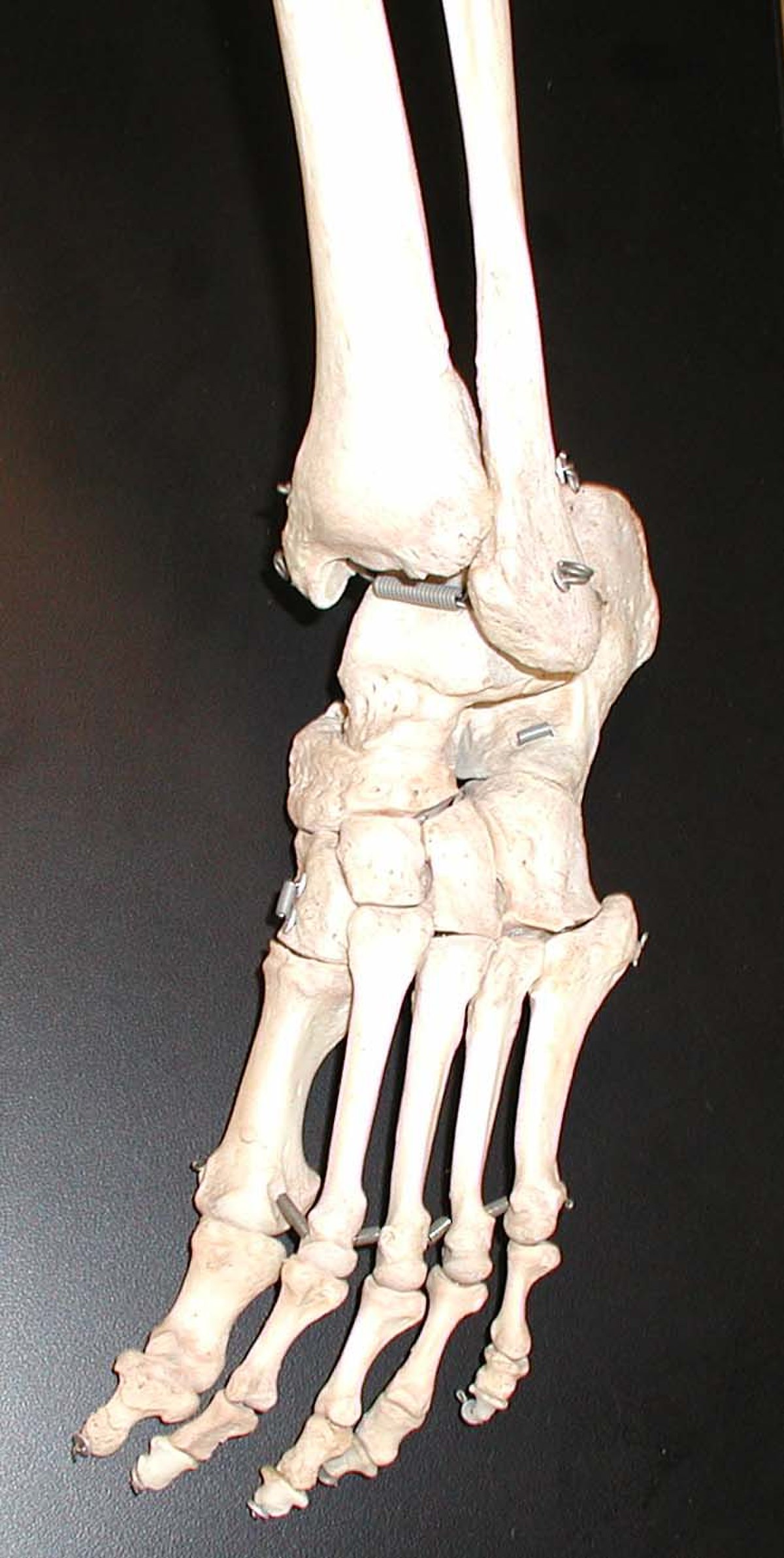 Pied (anatomie)