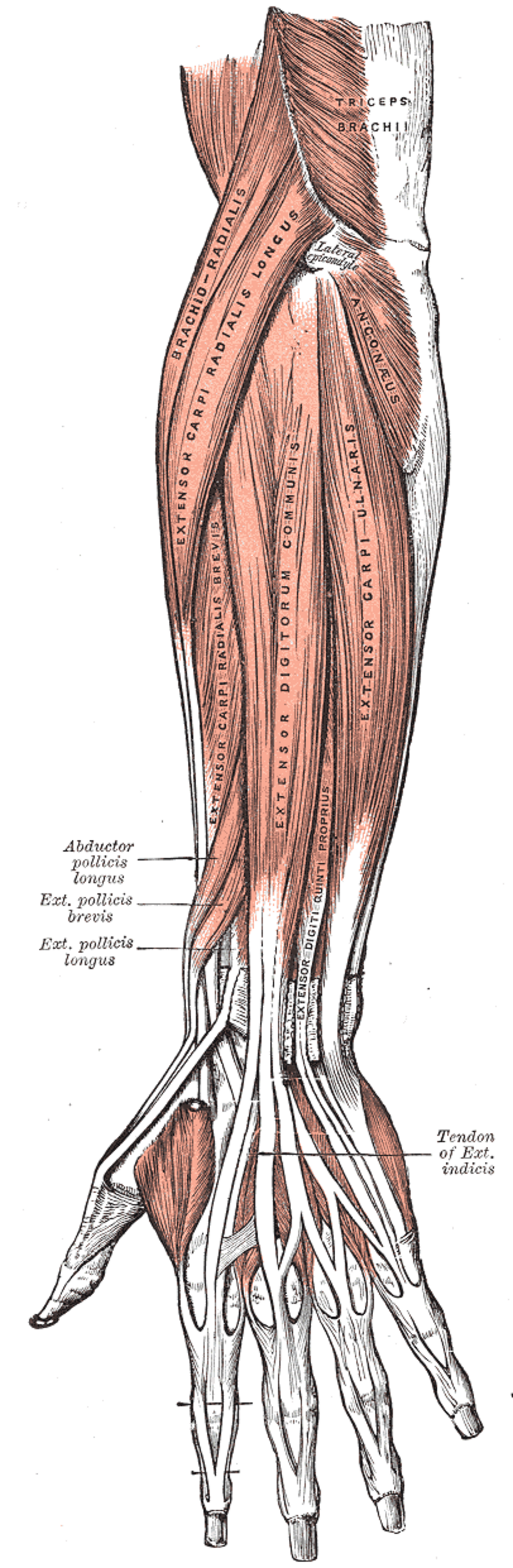 Muscle anconé