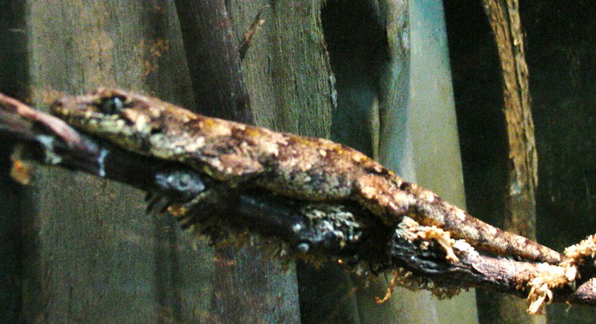 Hoplodactylus granulatus