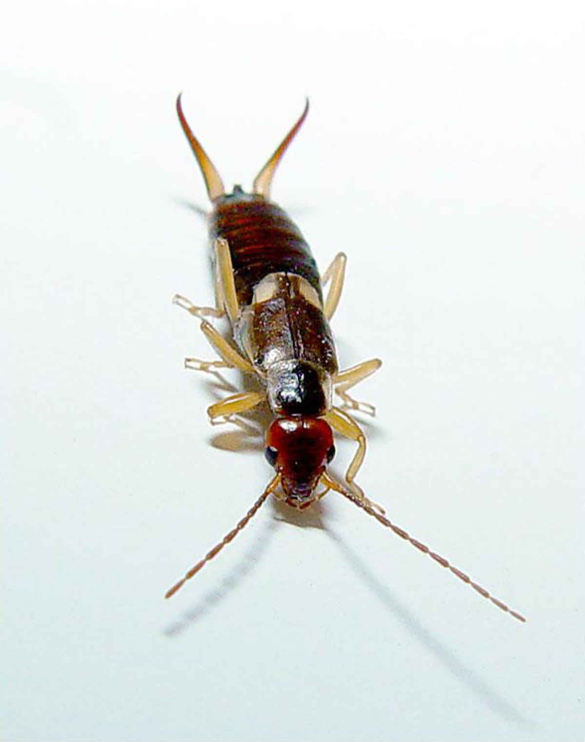 Dermaptera (classification phylogénétique)