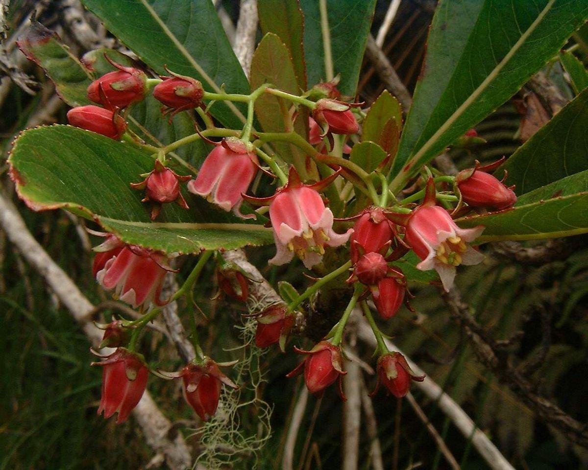 Escalloniaceae