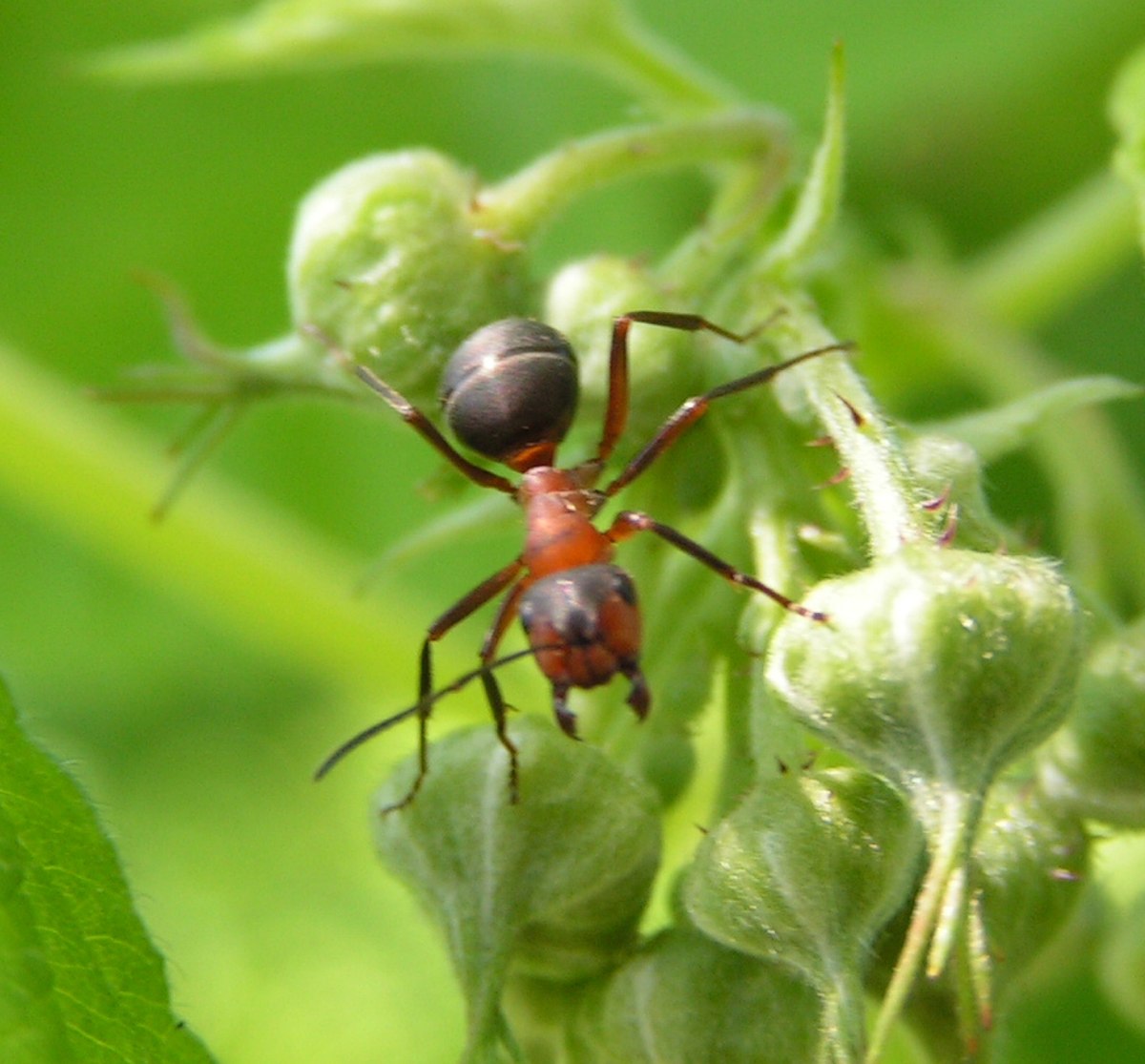 Formica rufa