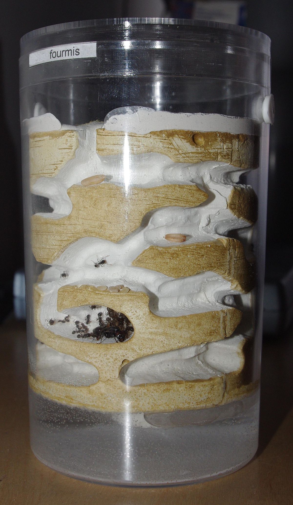 Élevage des fourmis