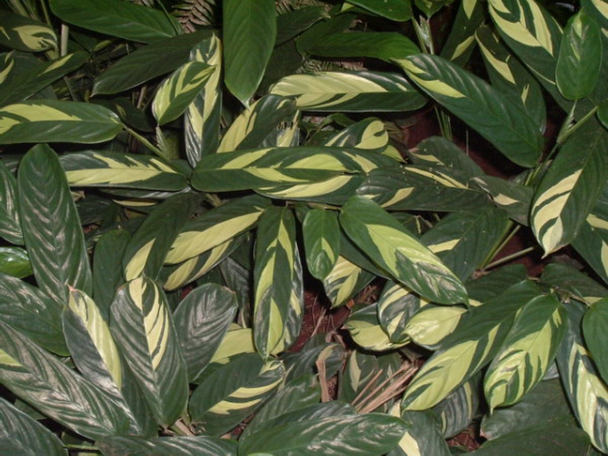 Arrow-root