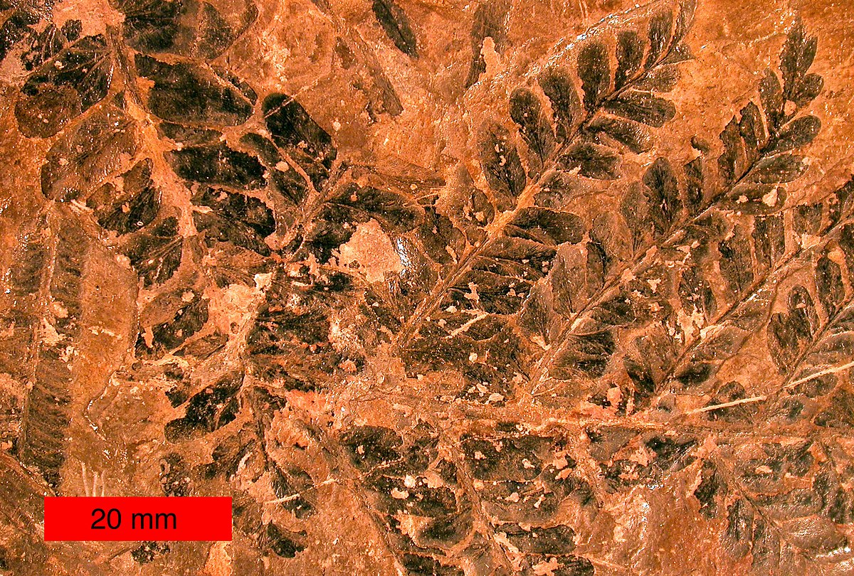Pteridospermatophyta