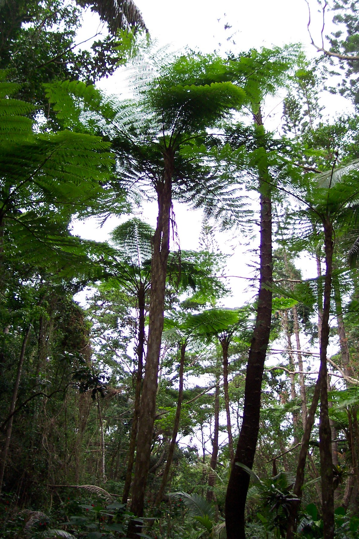 Biodiversité de la Nouvelle-Calédonie