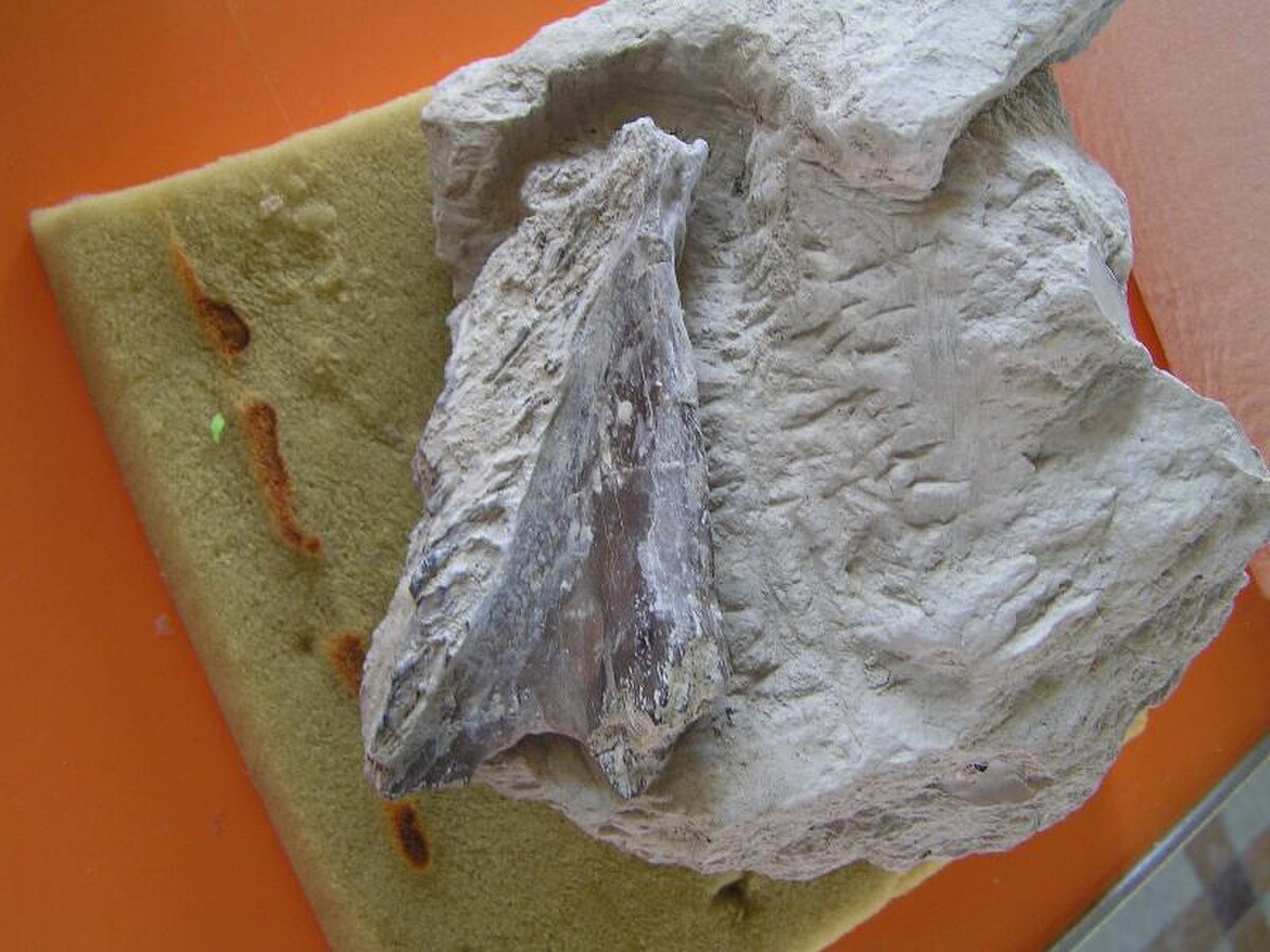 Fouilles11.JPG