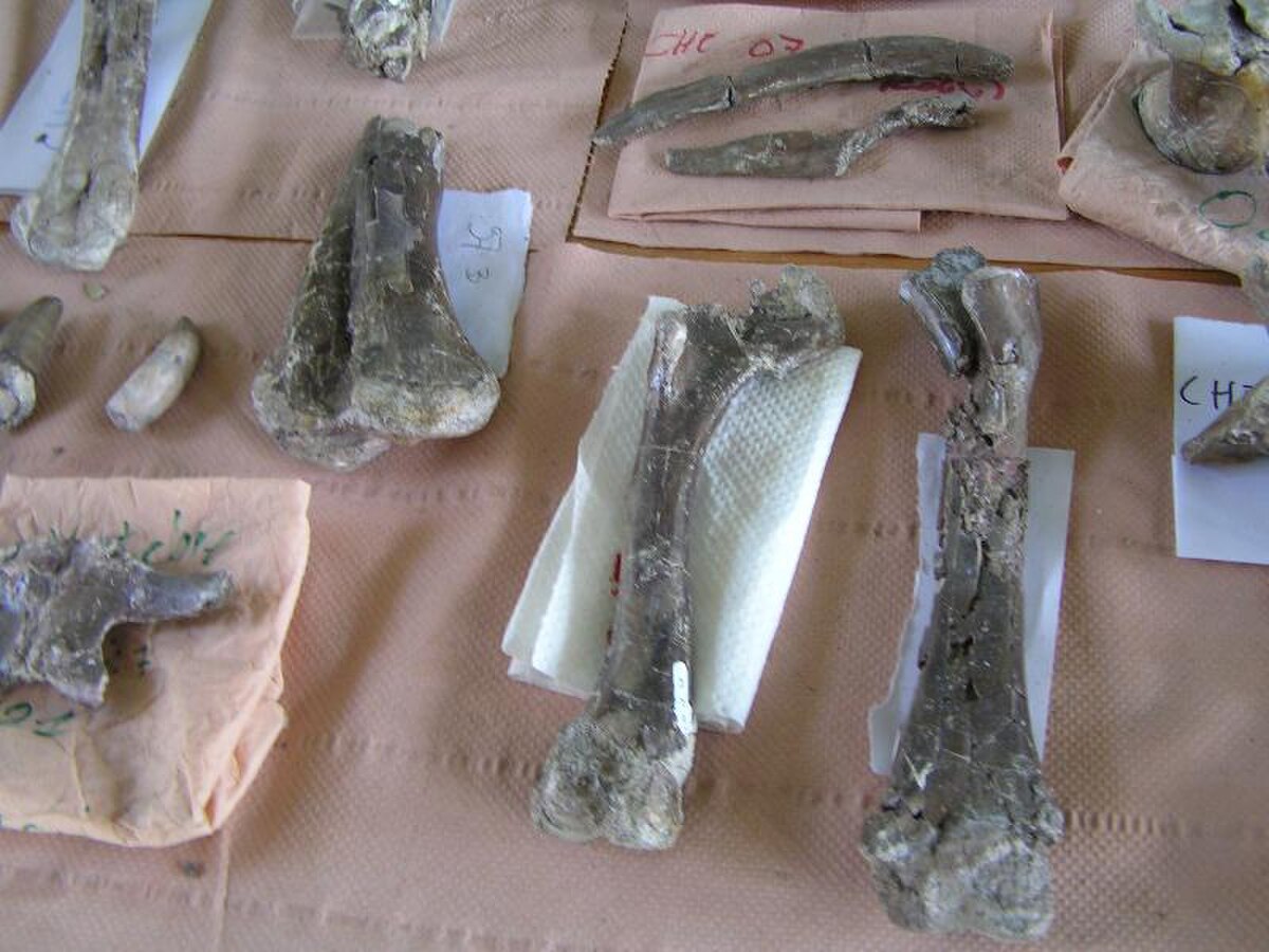 Fouilles8.JPG