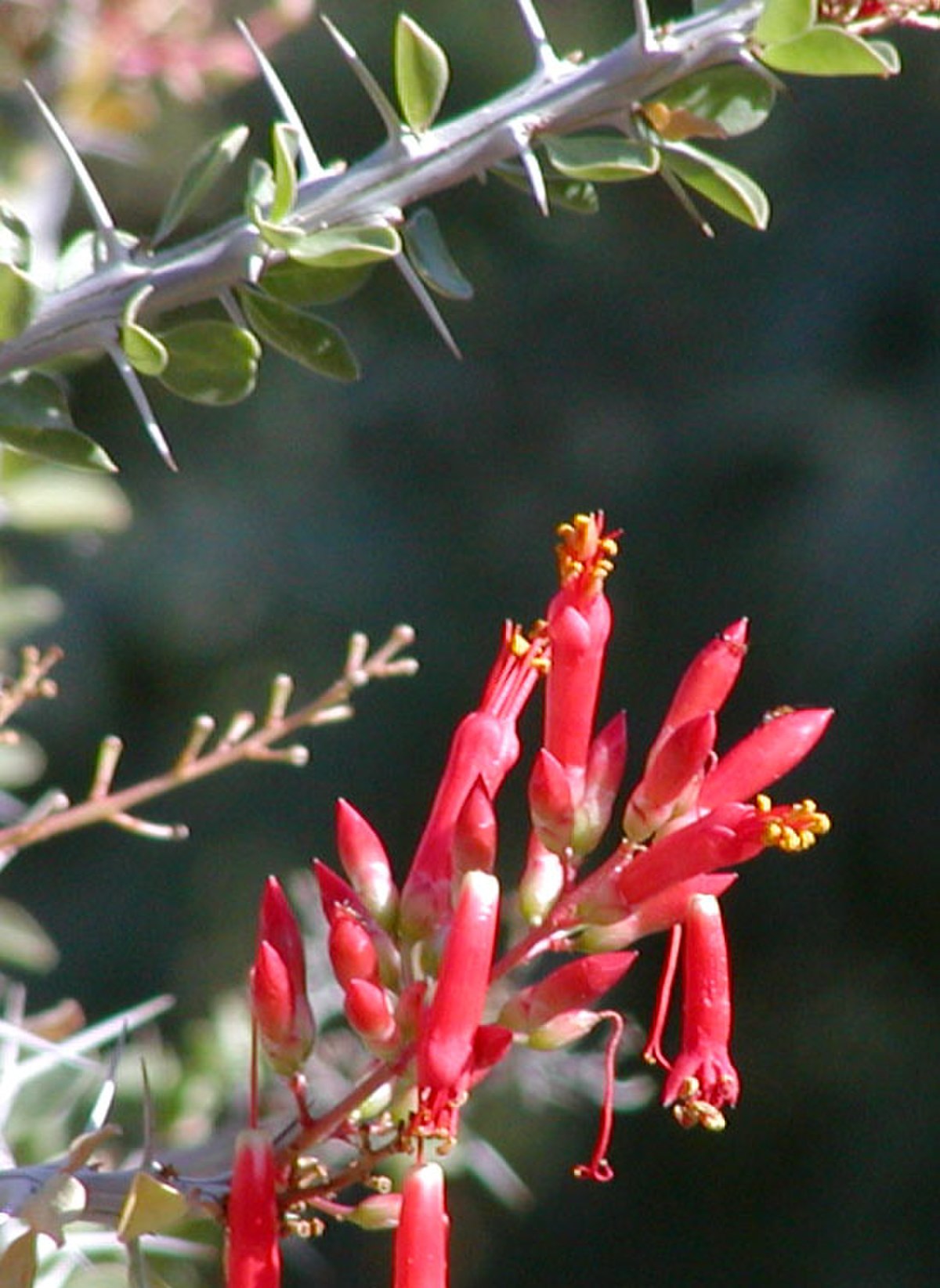Fouquieriaceae