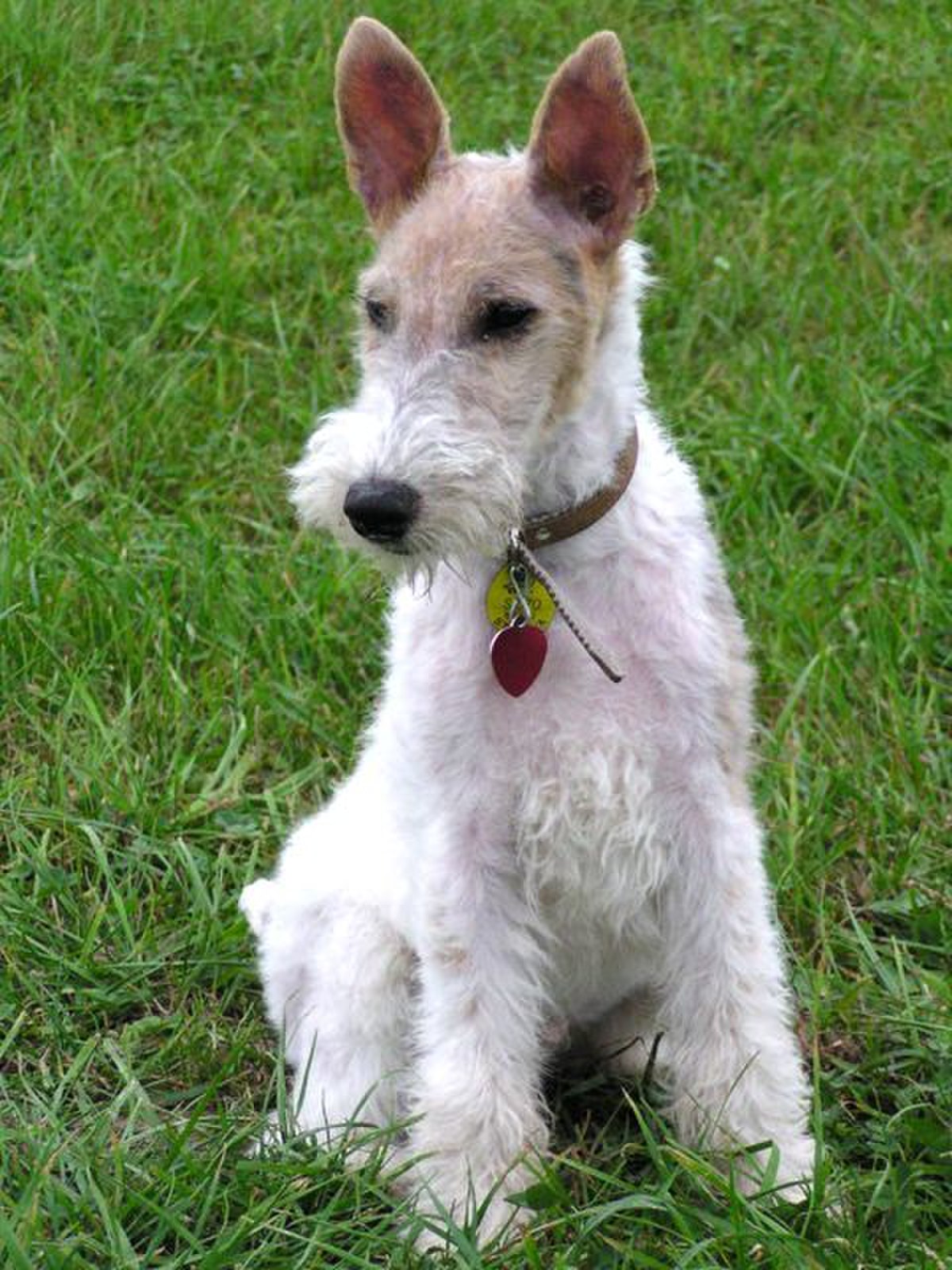 Milou