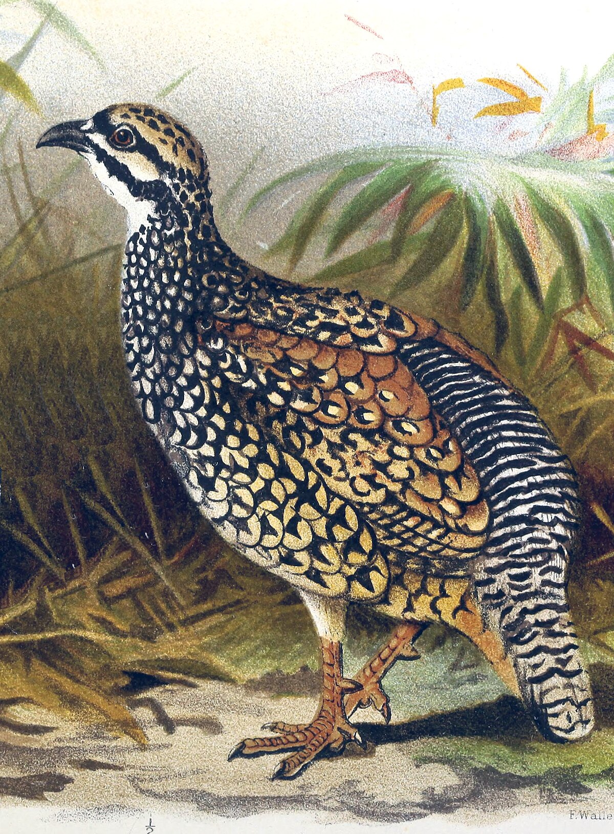 Francolin perlé