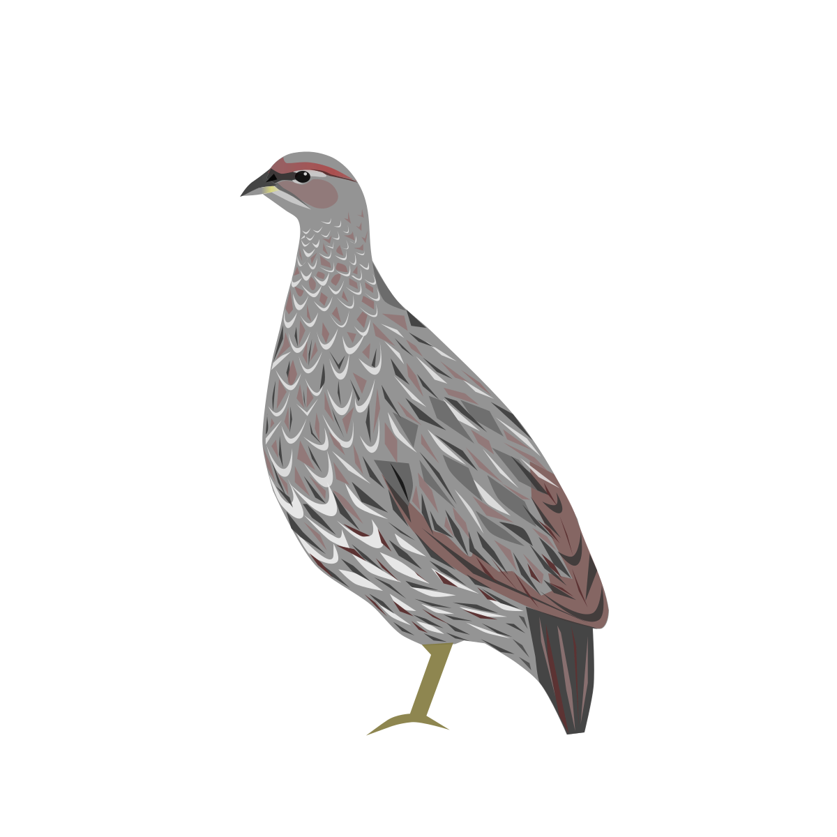 Francolin somali